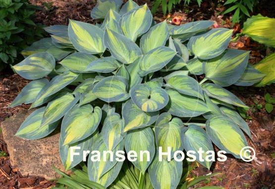 Hosta June